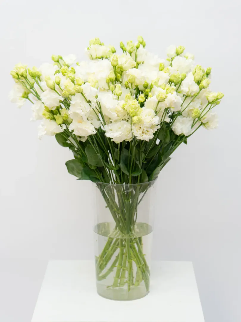 Эустома Белая 