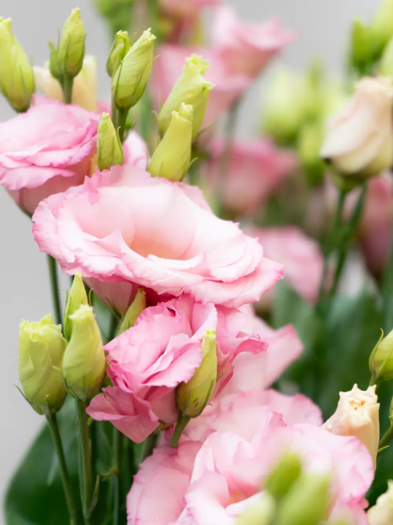 Эустома Розовая 