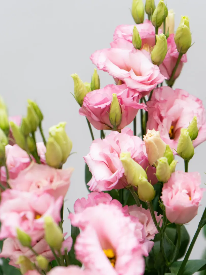 Эустома Розовая 