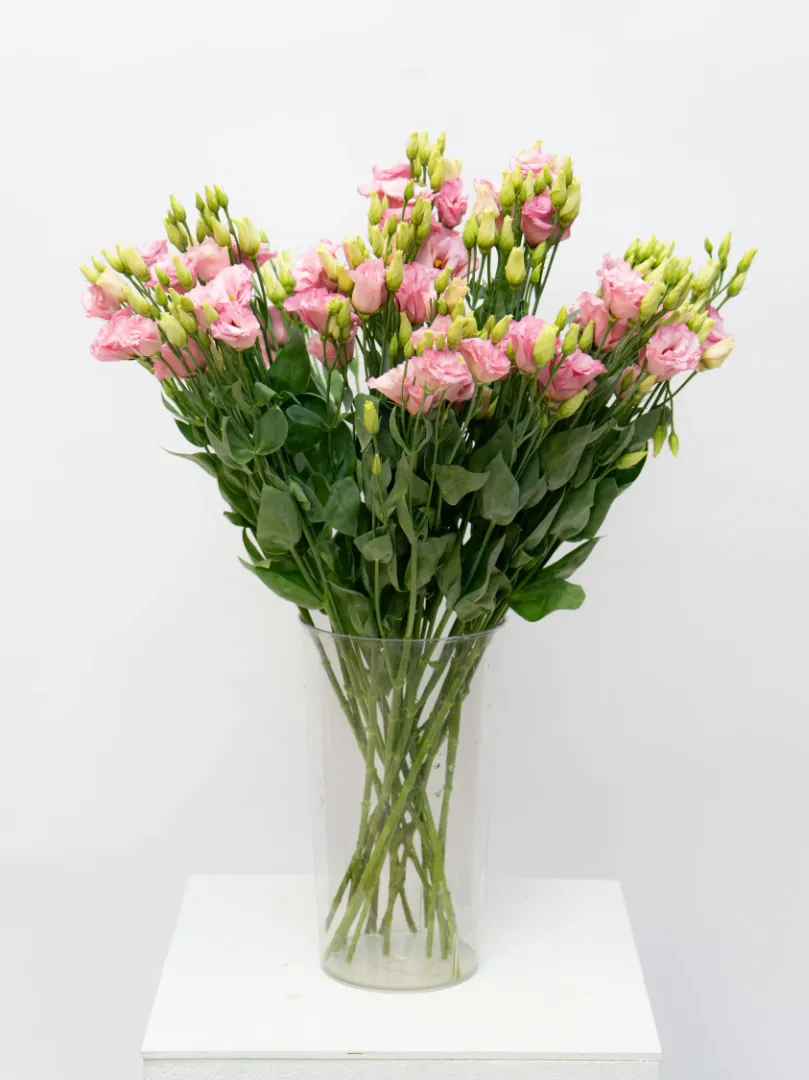 Эустома Розовая 