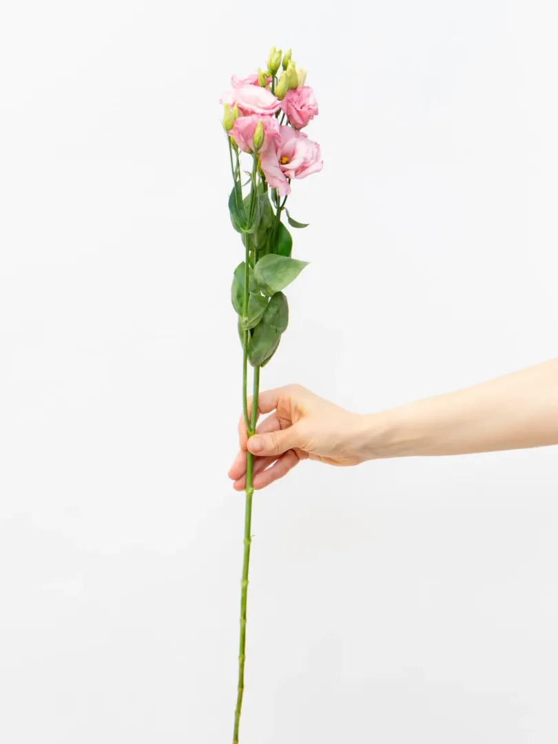 Эустома Розовая от интернет-магазина цветов в 