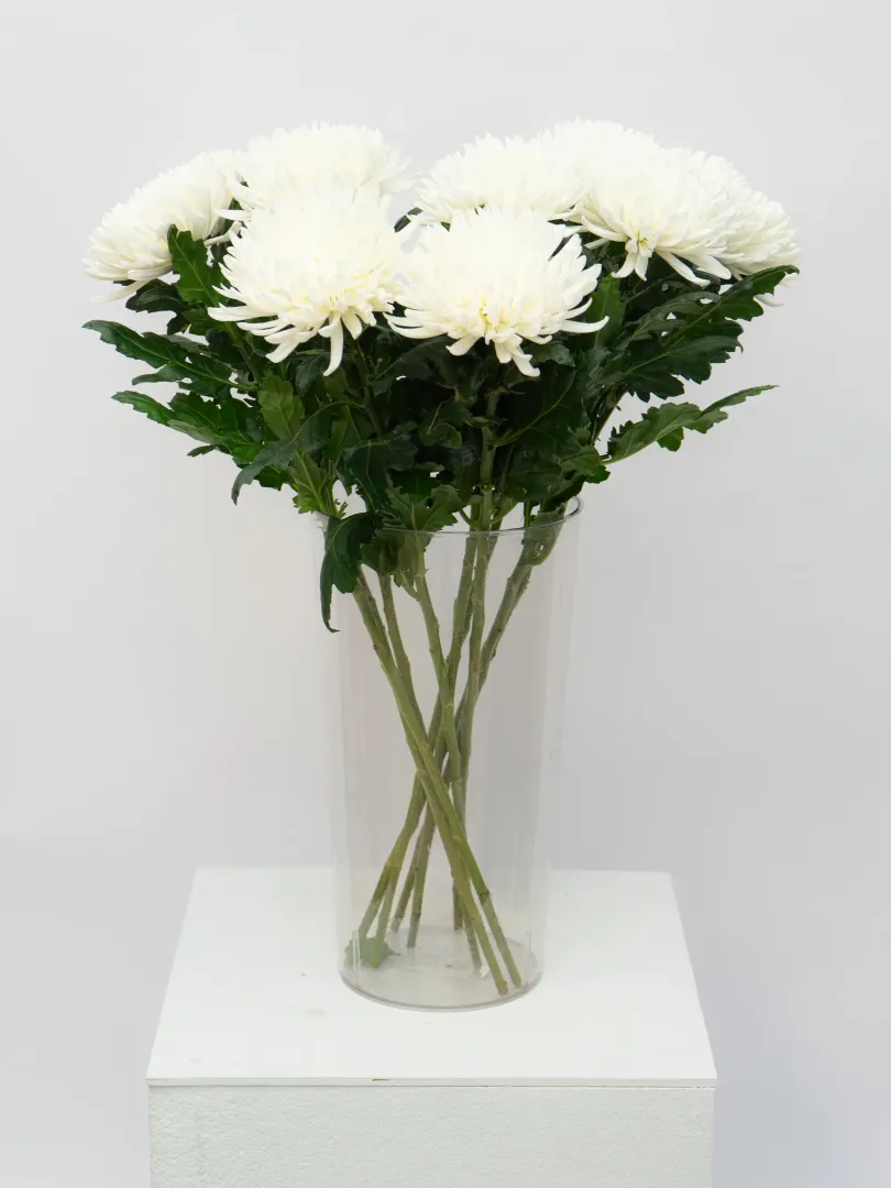 Одноголовая Хризантема 