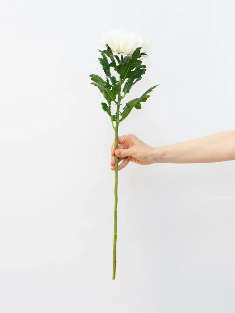 Одноголовая Хризантема 