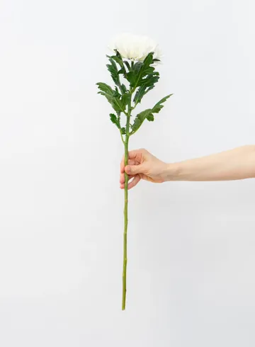 Одноголовая Хризантема 