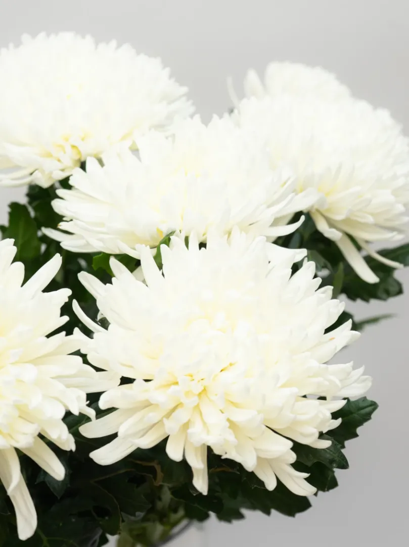 Одноголовая Хризантема 