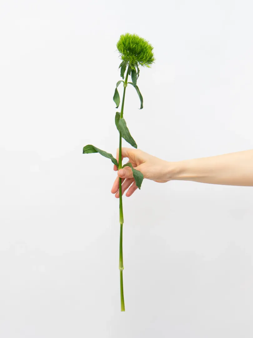 Барбатус от интернет-магазина цветов в 