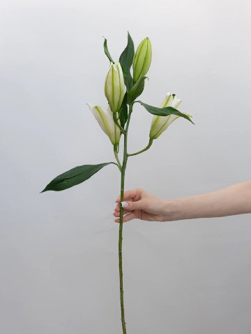 Лилия от интернет-магазина цветов в 