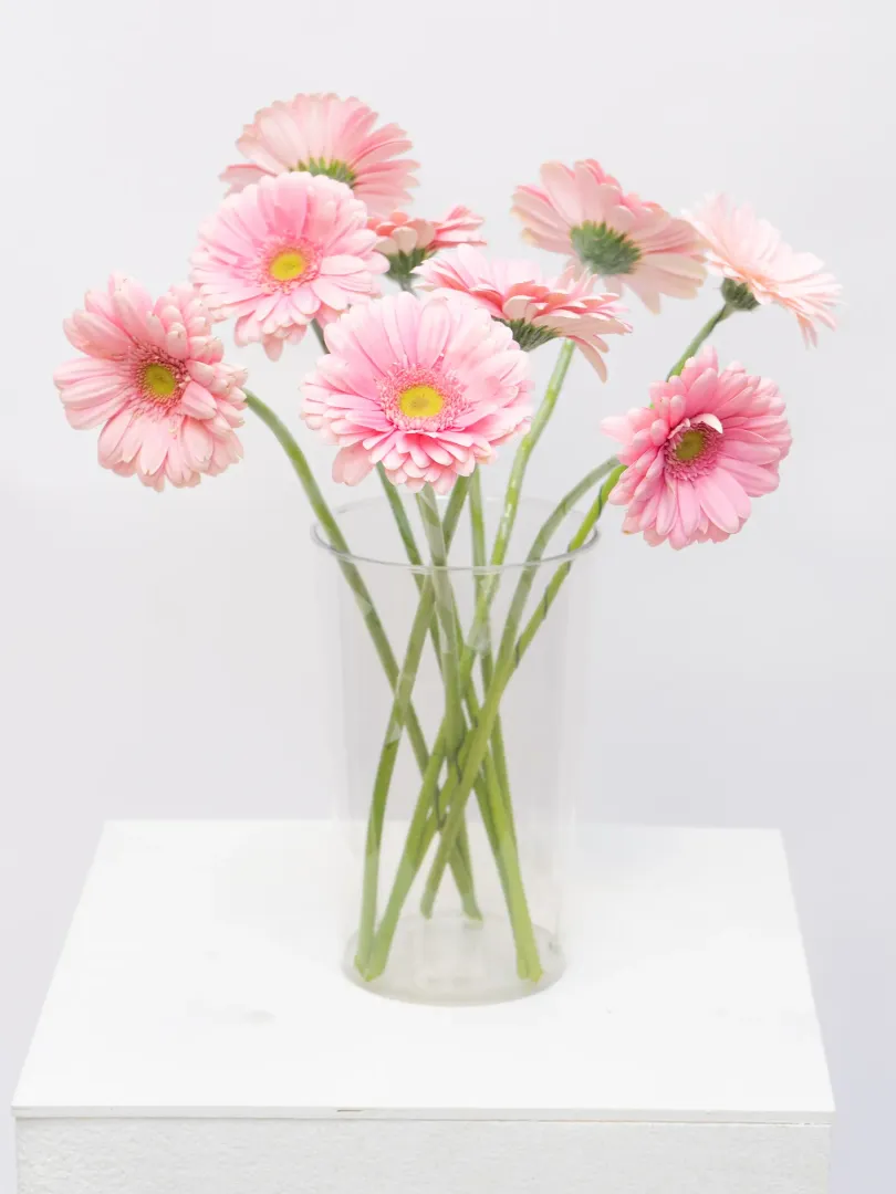 Гербера &laquo;Розовая&raquo; 