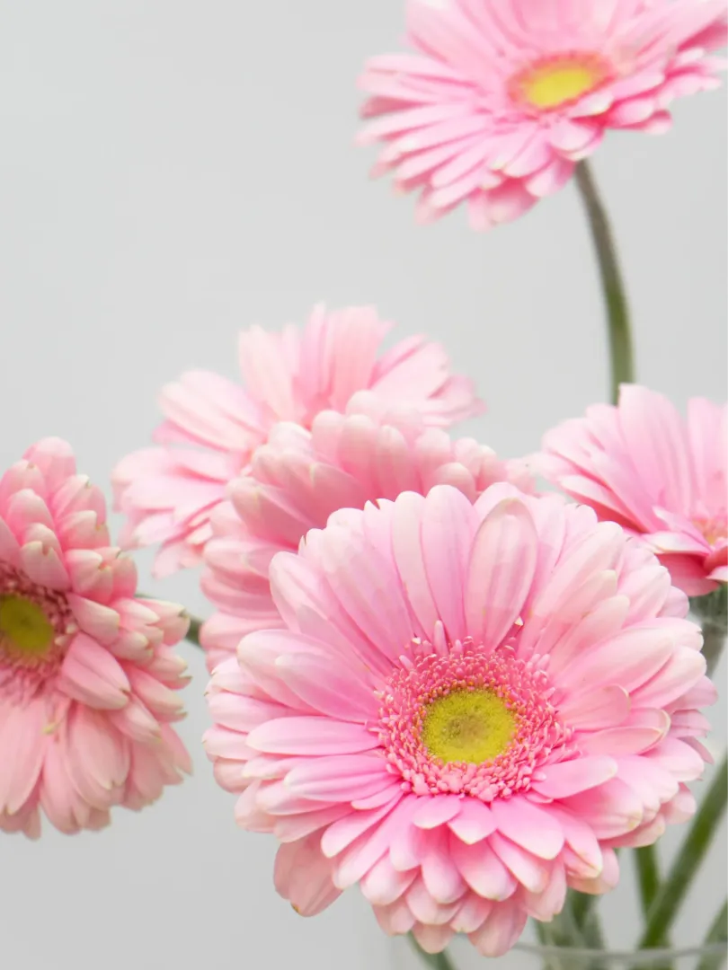 Гербера &laquo;Розовая&raquo; 