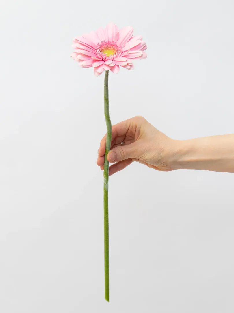 Гербера &laquo;Розовая&raquo; от интернет-магазина цветов в 