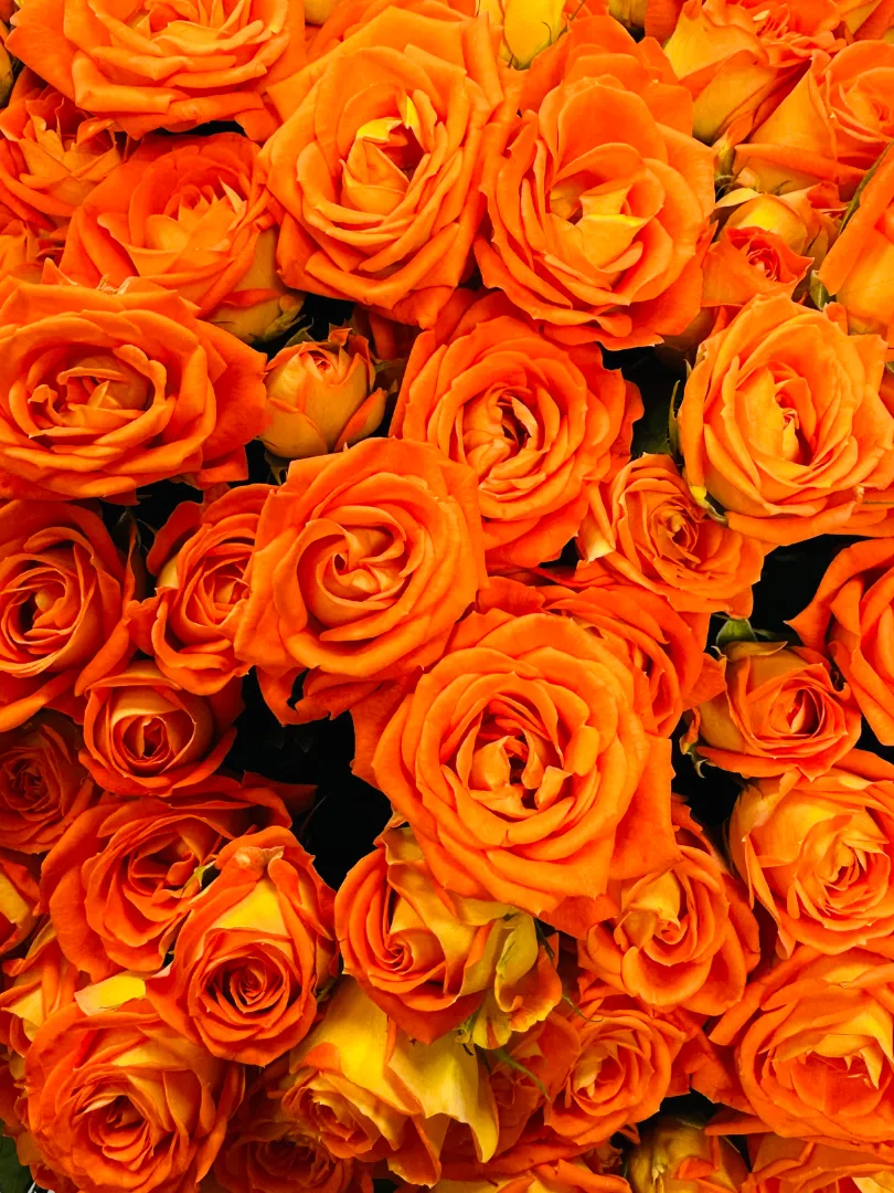 Монобукет из 51 Кустовой Оранжевой Розы