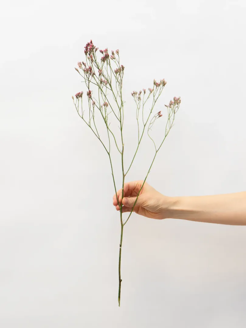 Лимониум от интернет-магазина цветов в 