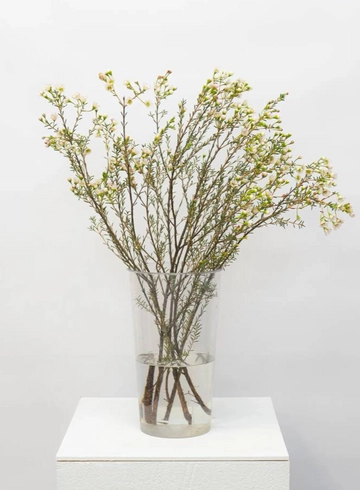 Ваксфлауэр от интернет-магазина цветов в 