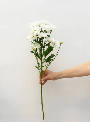 Хризантема Ромашковая 