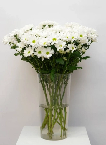 Хризантема Ромашковая  от интернет-магазина цветов в 