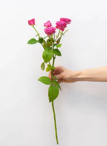 Кустовая Пионовидная Роза 