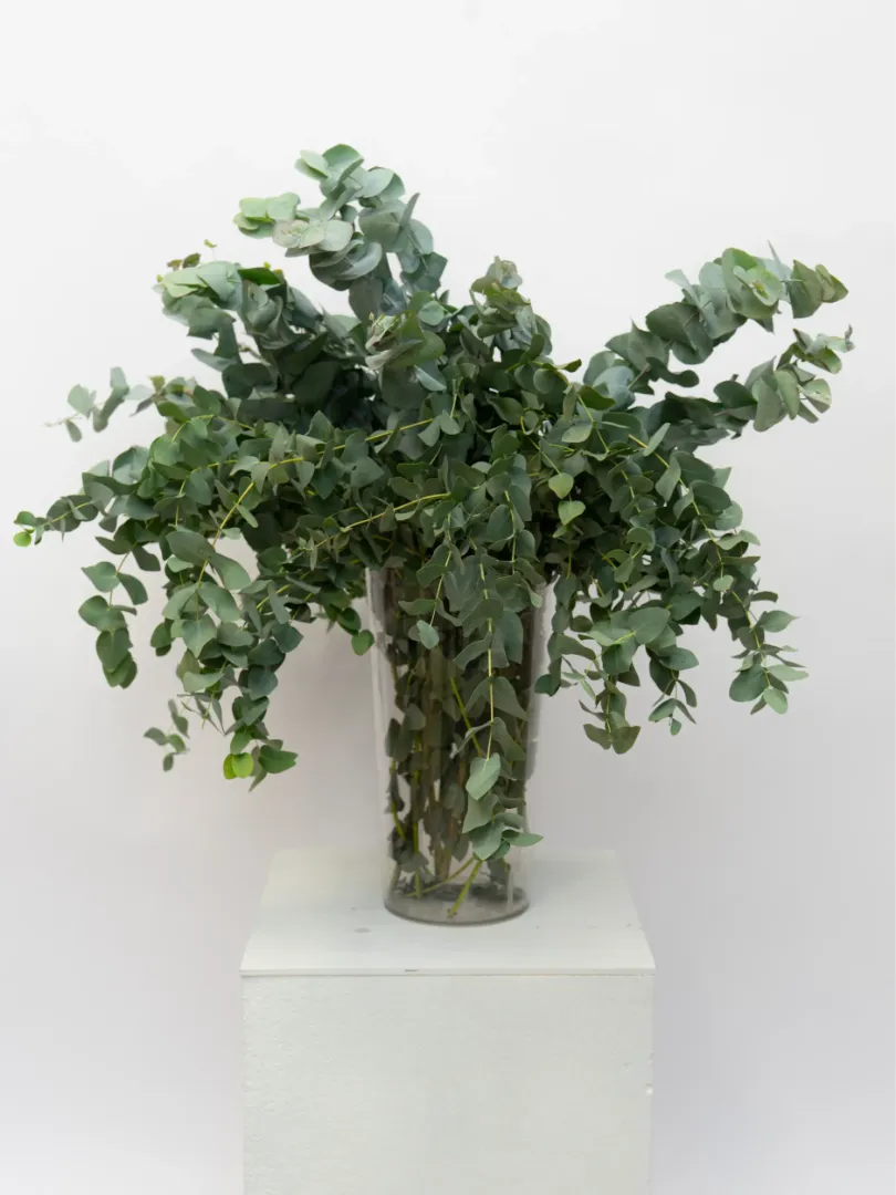 Зелень: &laquo;Эвкалипт&raquo;