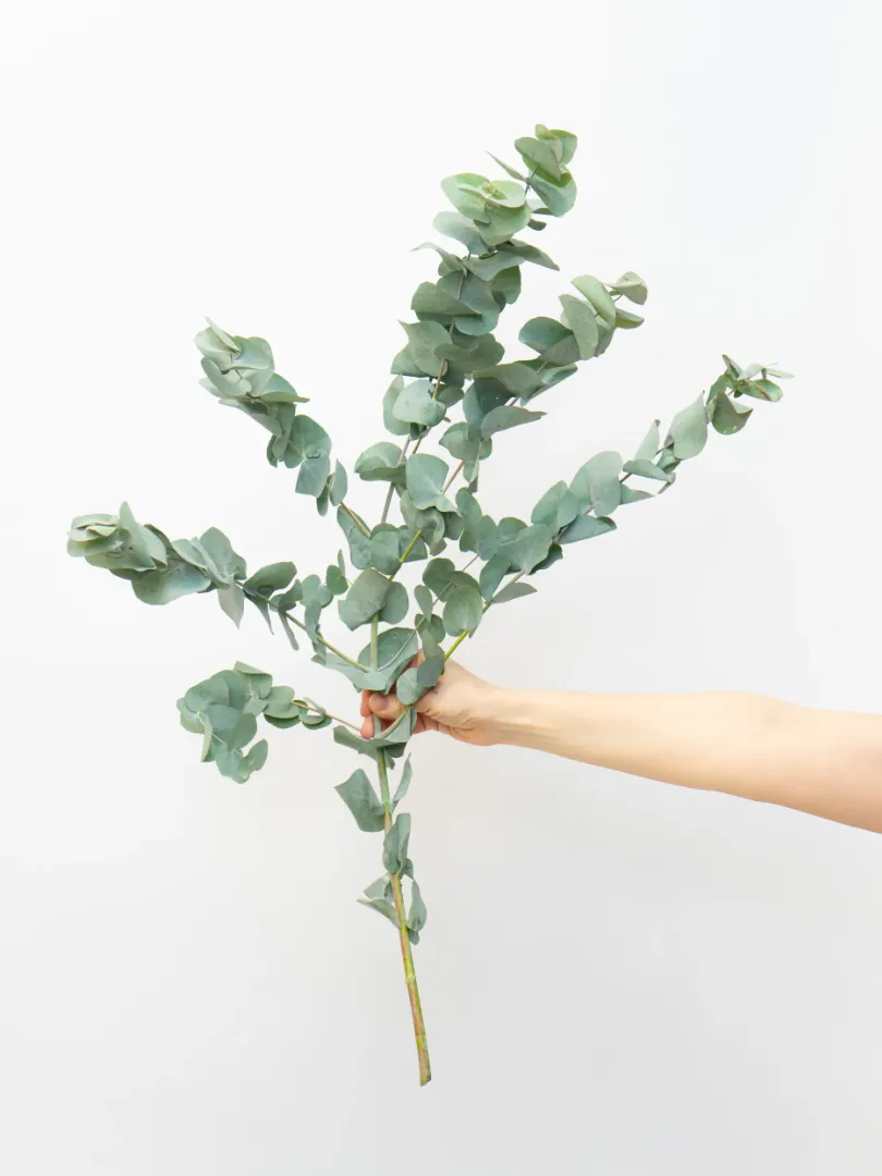 Зелень: &laquo;Эвкалипт&raquo;