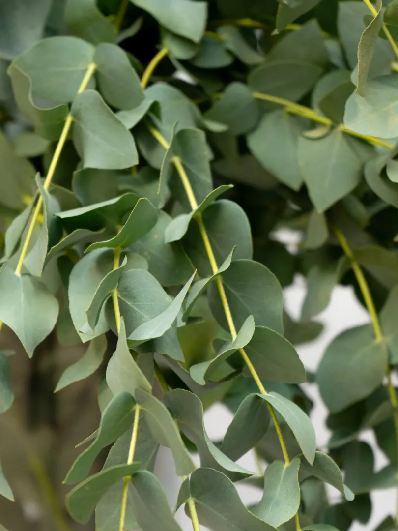 Зелень: &laquo;Эвкалипт&raquo;