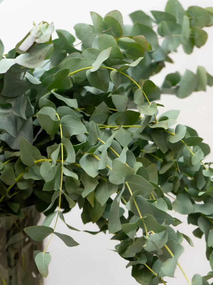 Зелень: &laquo;Эвкалипт&raquo;