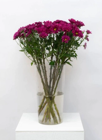 Хризантема Кустовая Цветная  от интернет-магазина цветов в 