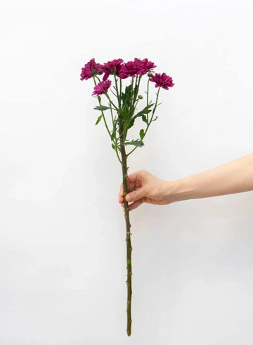 Хризантема Кустовая Цветная от интернет-магазина цветов в 