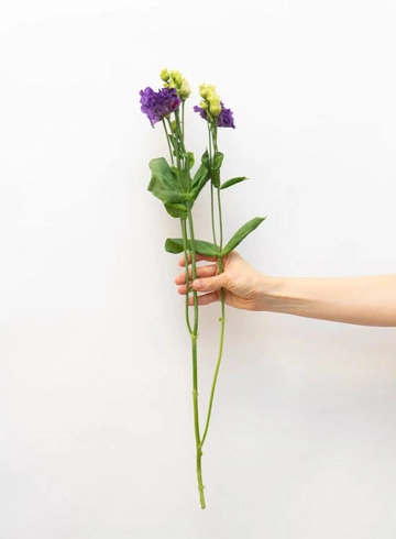 Эустома Фиолетовая от интернет-магазина цветов в 