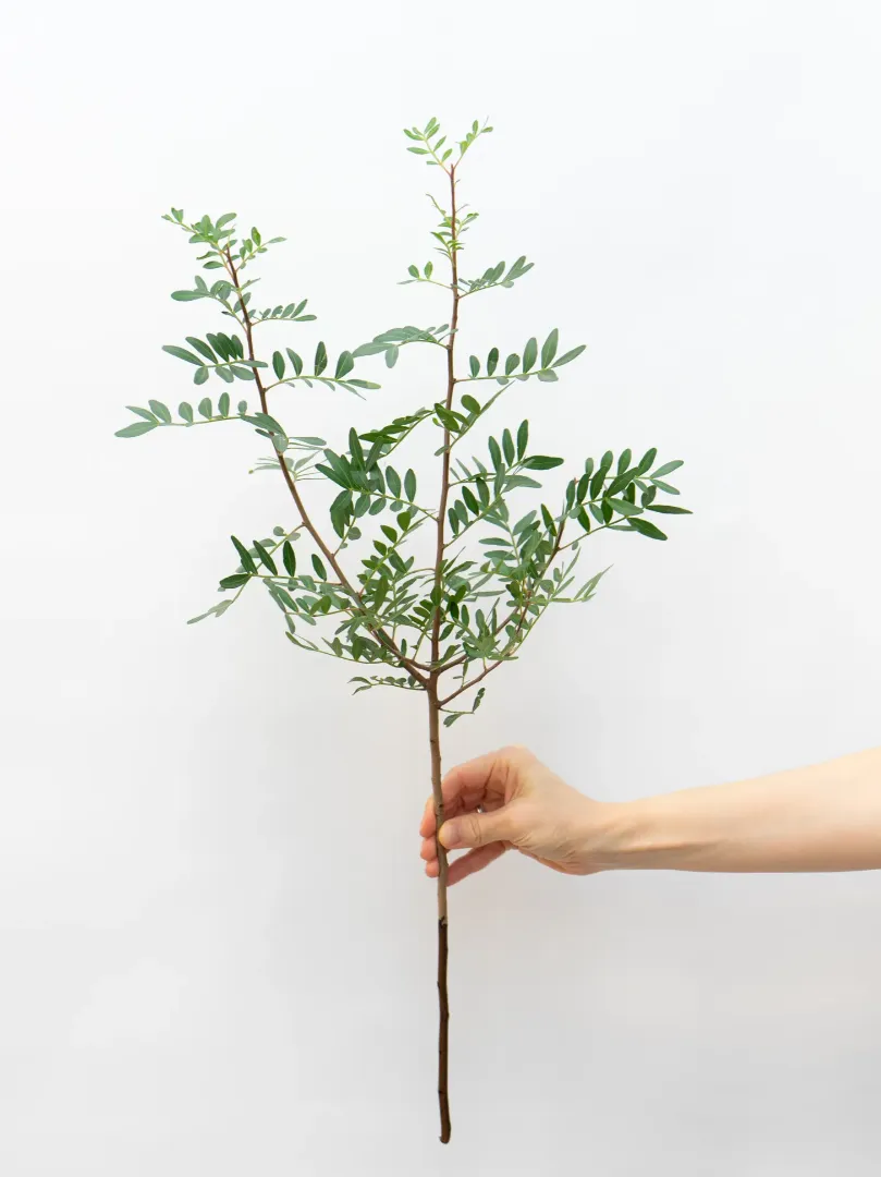 Зелень: Пистация 