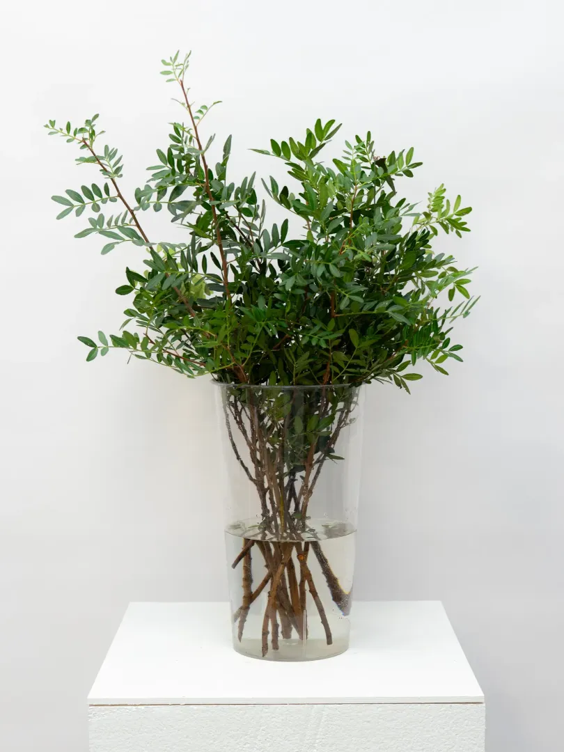 Зелень: Пистация 