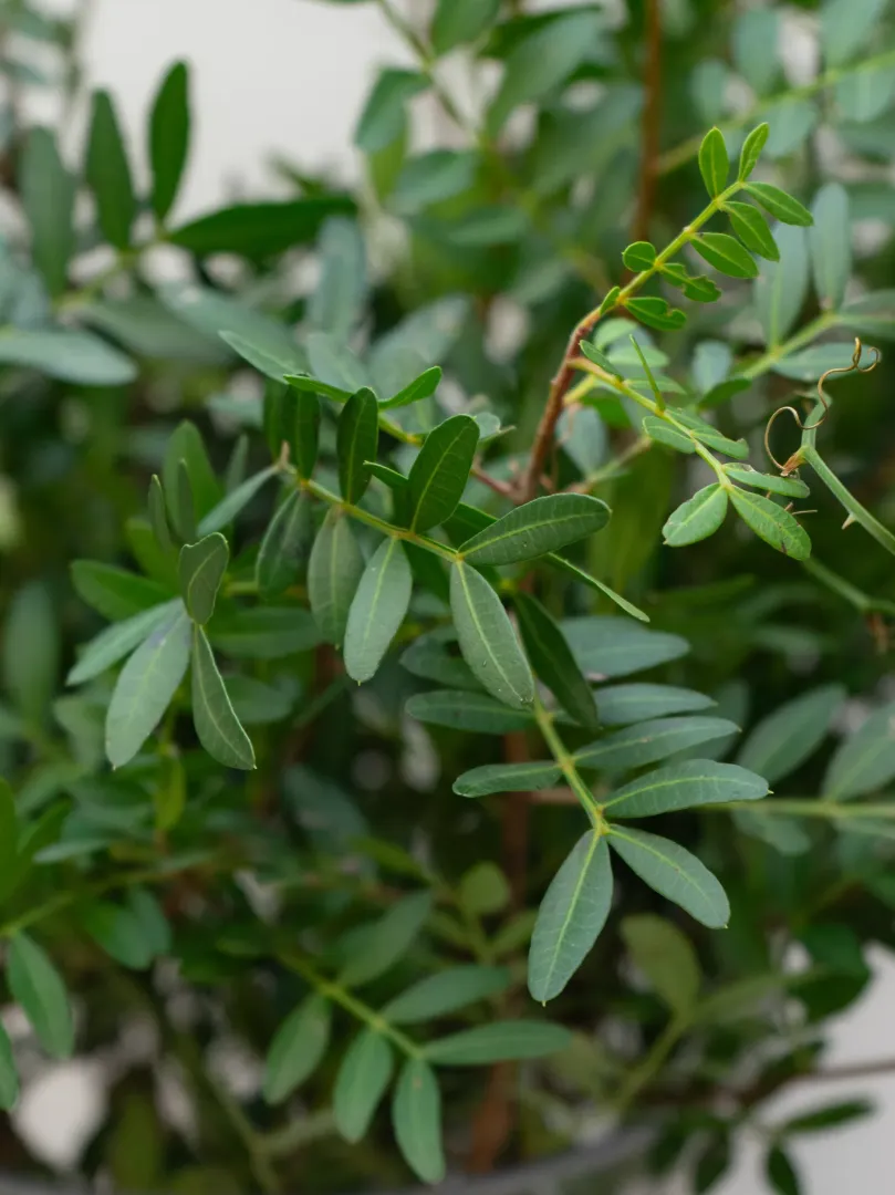 Зелень: Пистация 