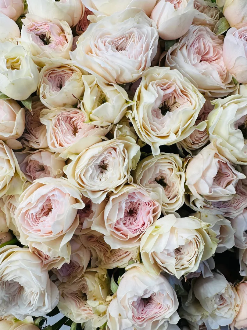 Букет из 51 Кустовой Пионовидной Розы