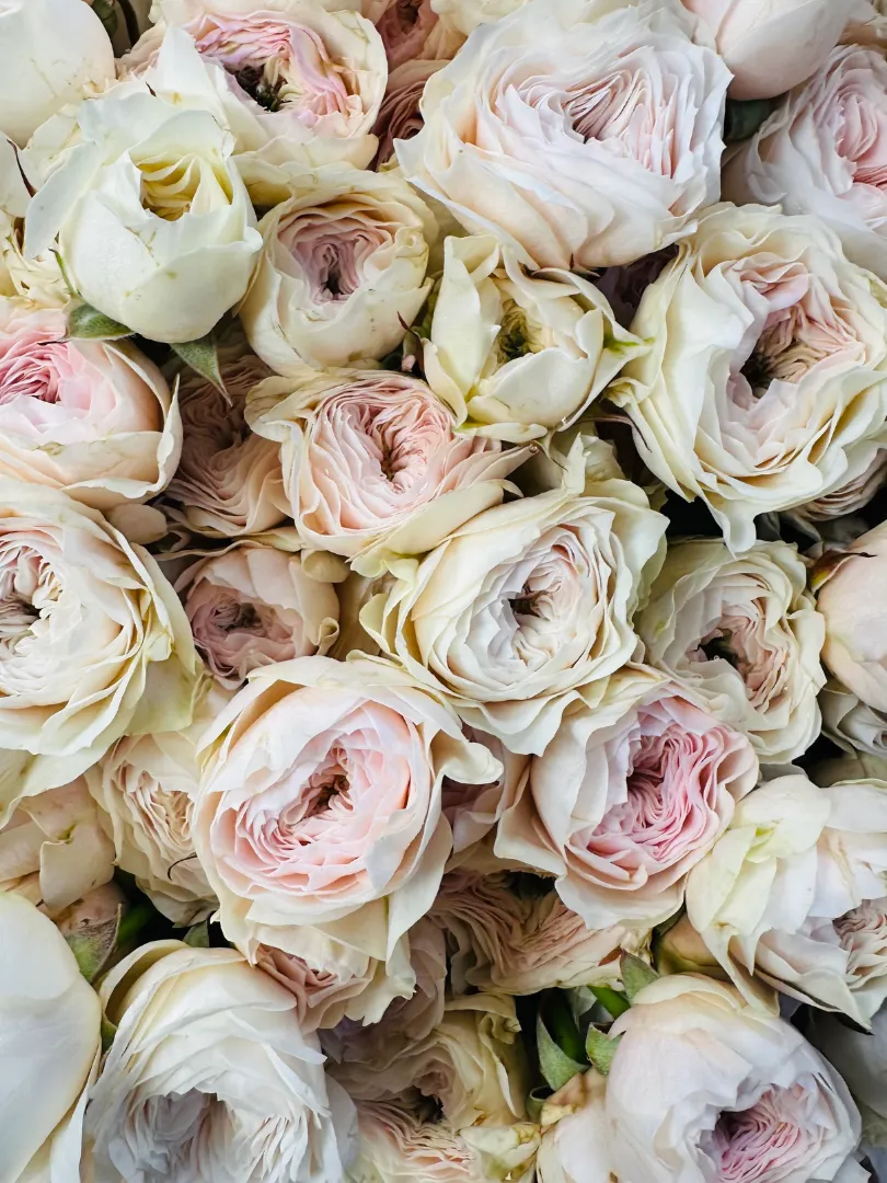 Букет из 51 Кустовой Пионовидной Розы