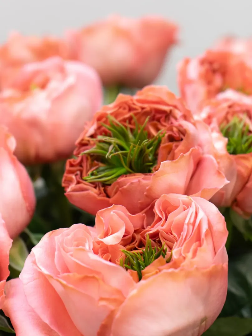 Роза Эквадор Пионовидная 60см 