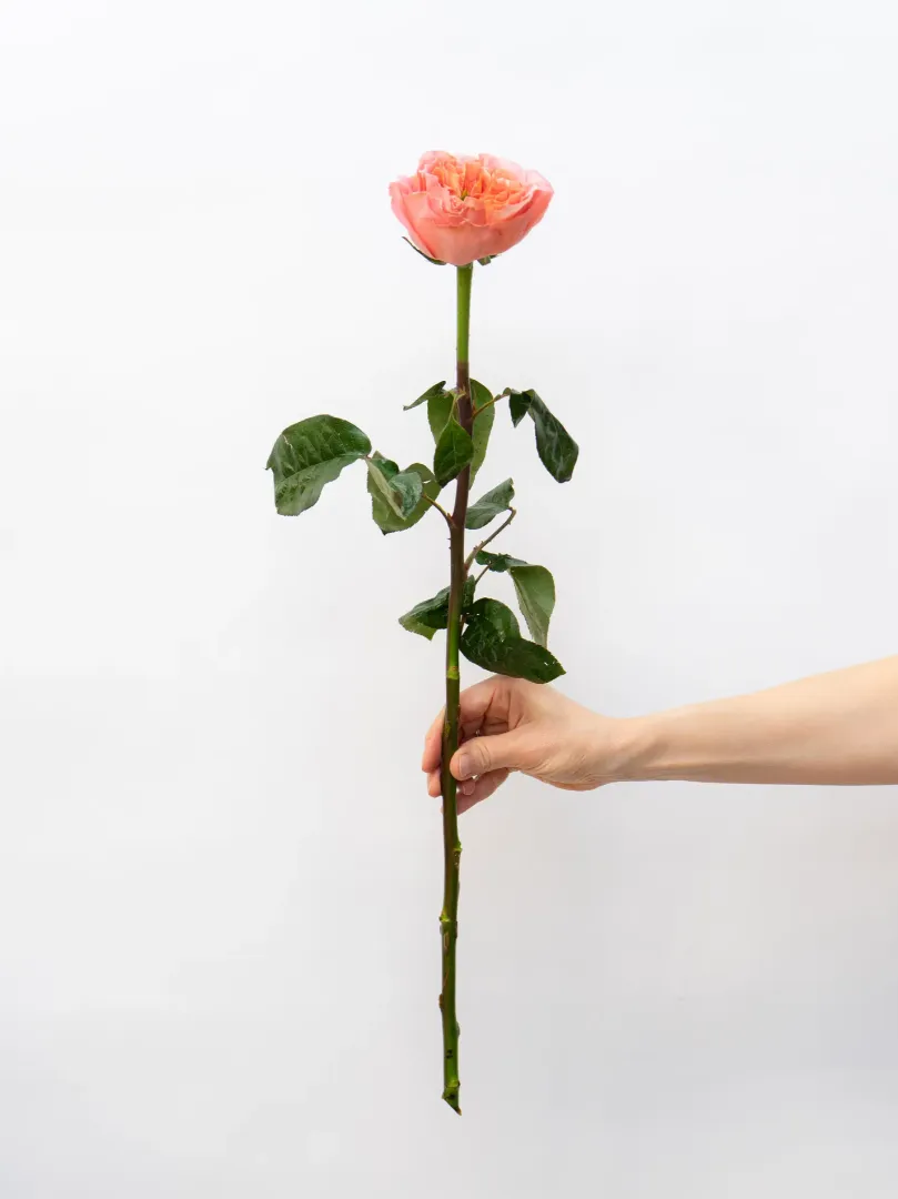 Роза Эквадор Пионовидная 60см 