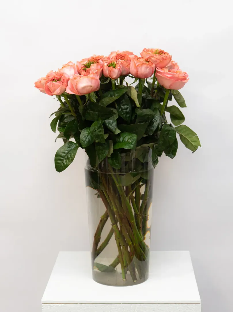 Роза Эквадор Пионовидная 60см 