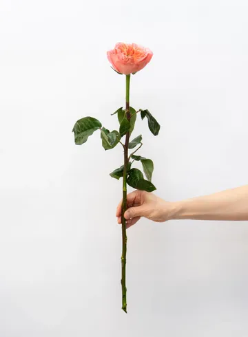 Роза Эквадор Пионовидная 60см 