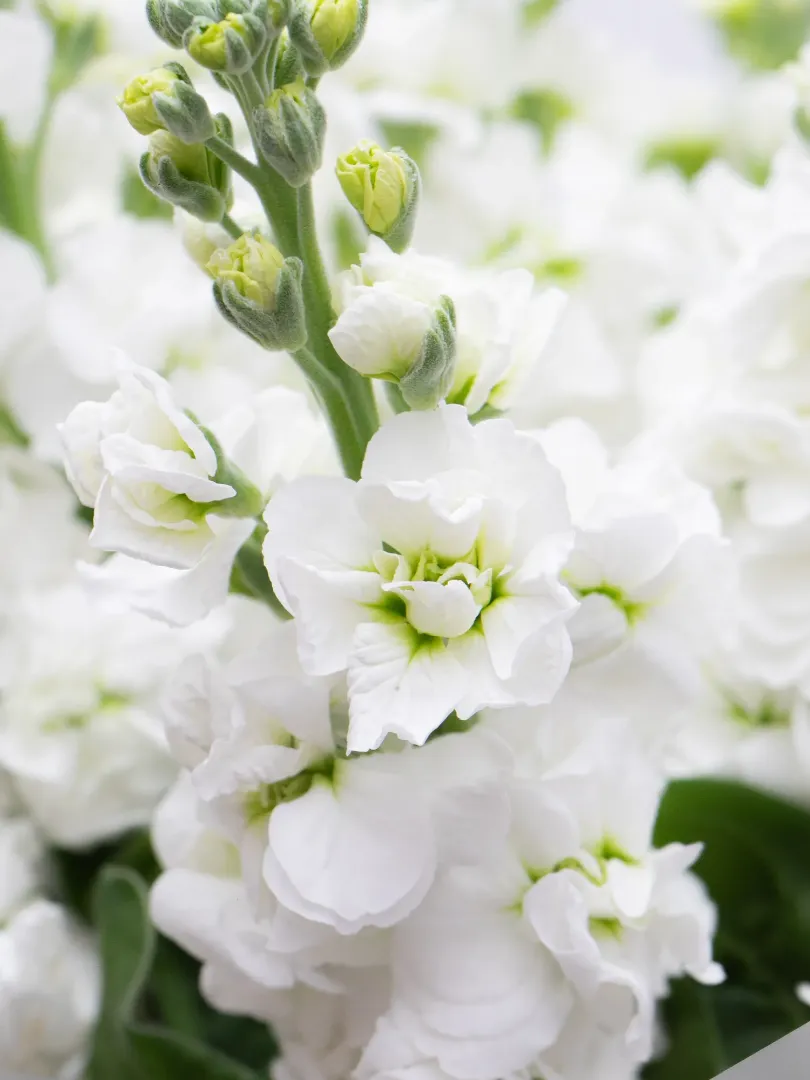 Букет: &laquo;Белая Маттиола&raquo;