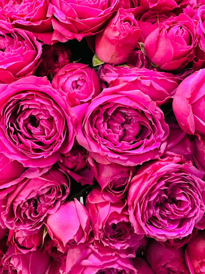 Букет из 51 Кустовой Пионовидной Розы &laquo;Бабл&raquo;