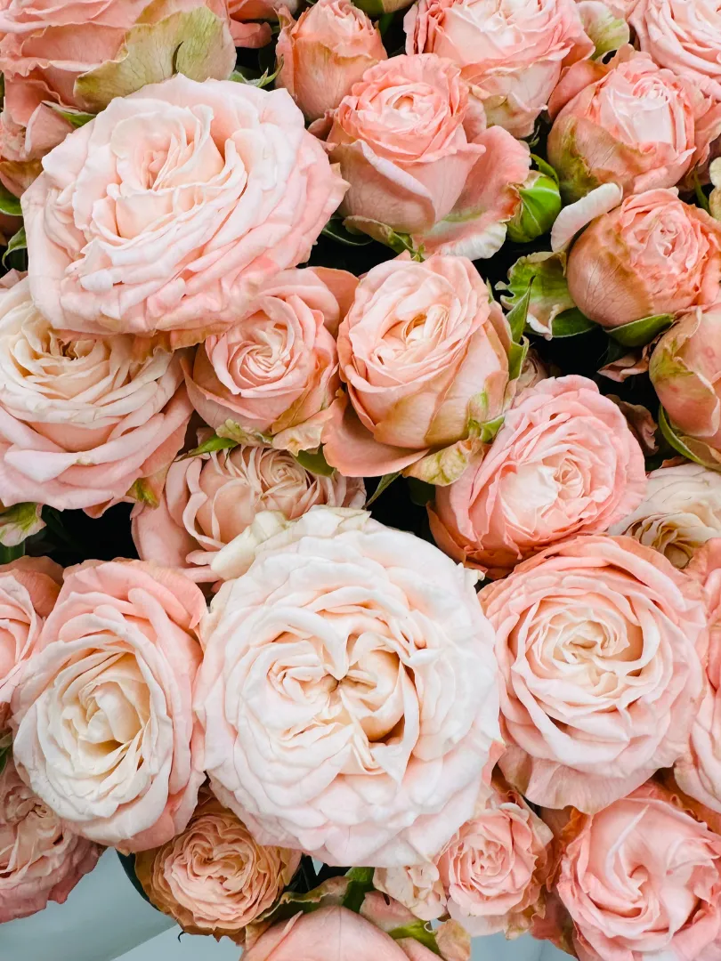 Букет из 51 Кустовой Нежно-Розовой Пионовидной Розы 