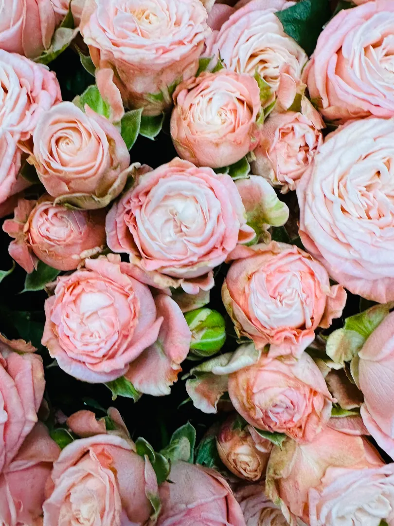 Букет из 51 Кустовой Нежно-Розовой Пионовидной Розы 