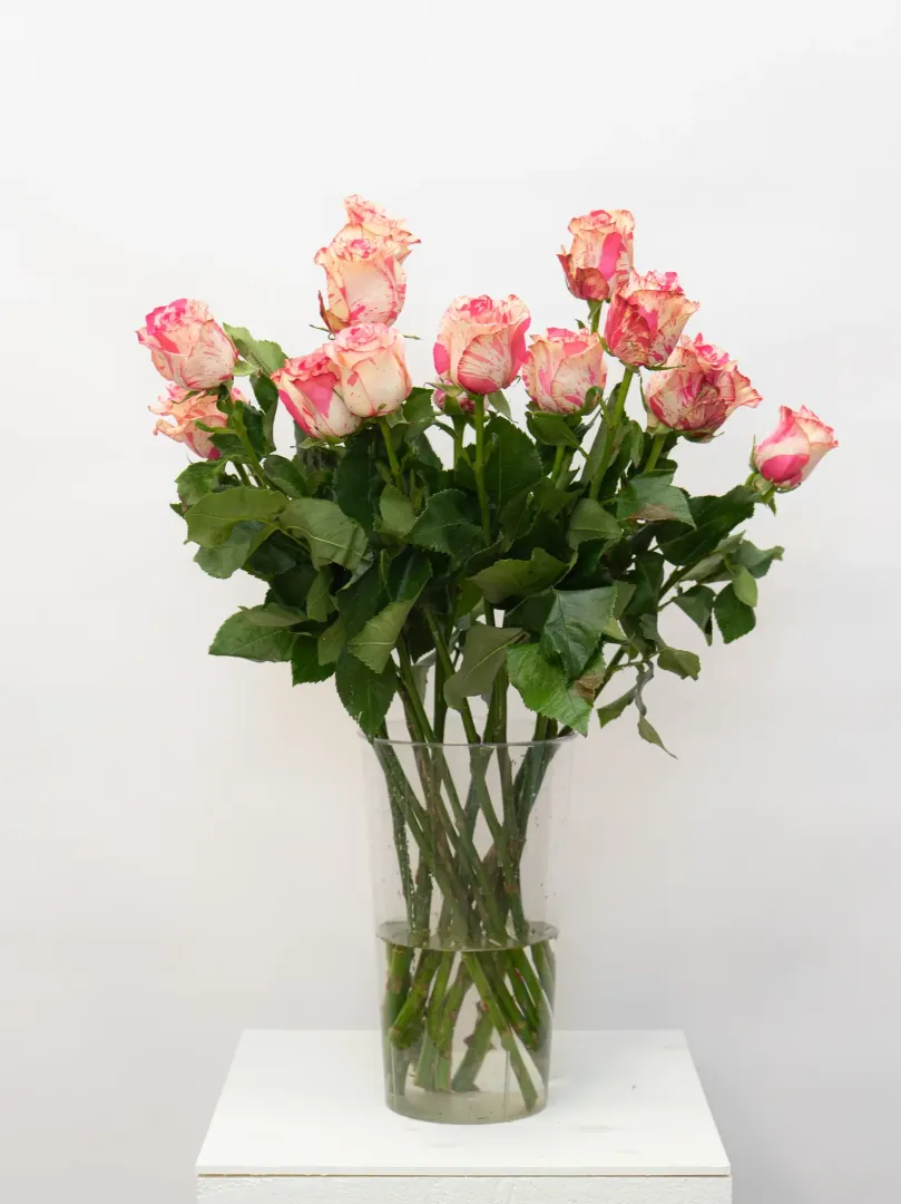 Роза Эквадор 70см