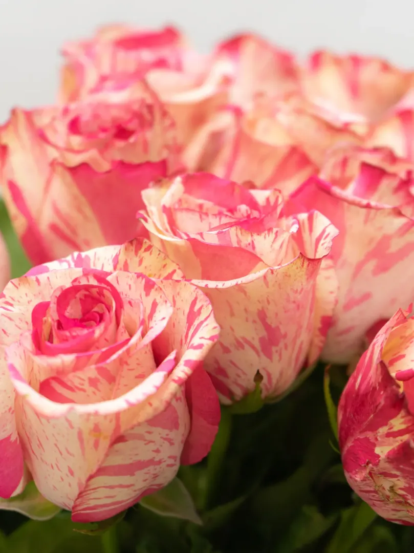 Роза Эквадор 70см