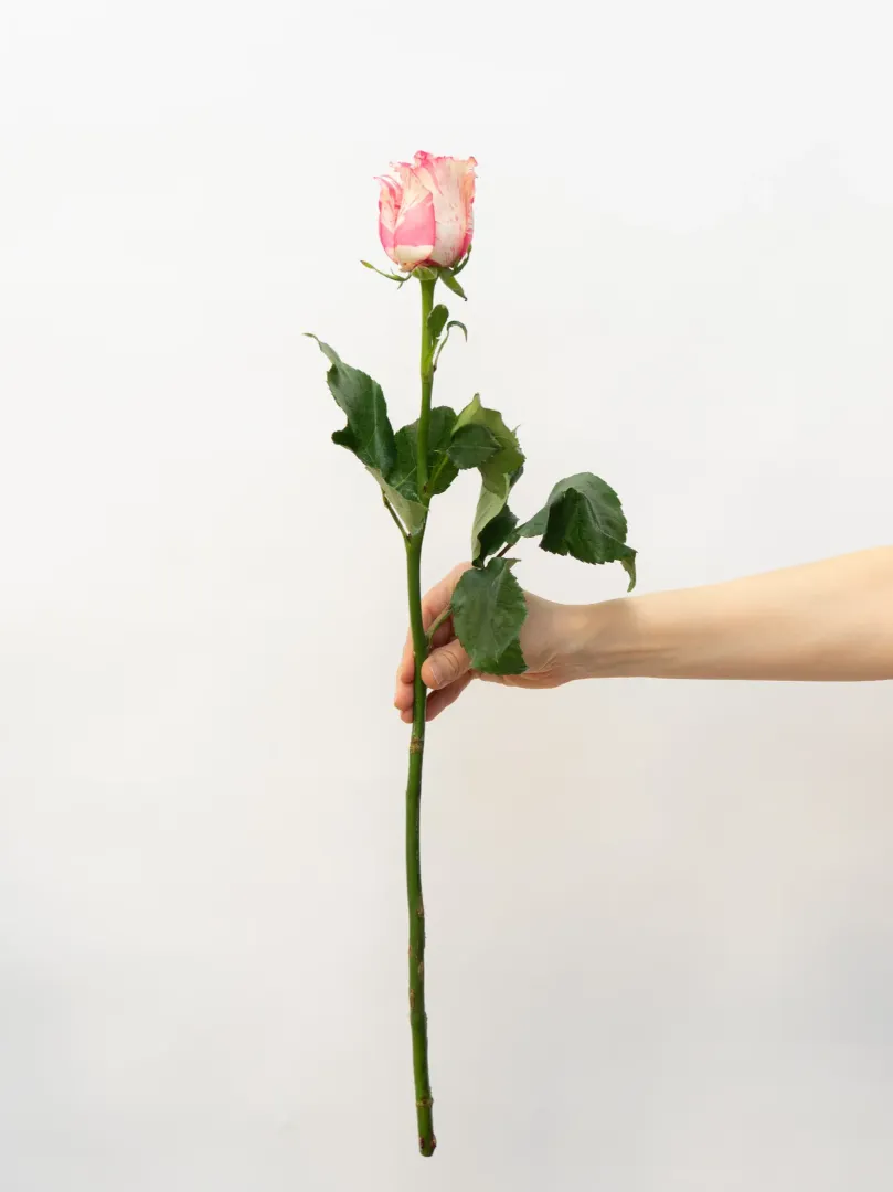 Роза Эквадор 70см