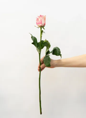 Роза Эквадор 70см