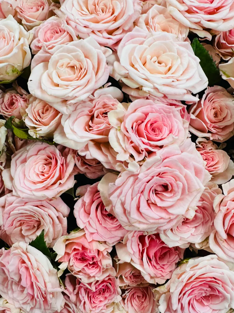 Букет из 51 Кустовой Розы &laquo;Нежность&raquo;