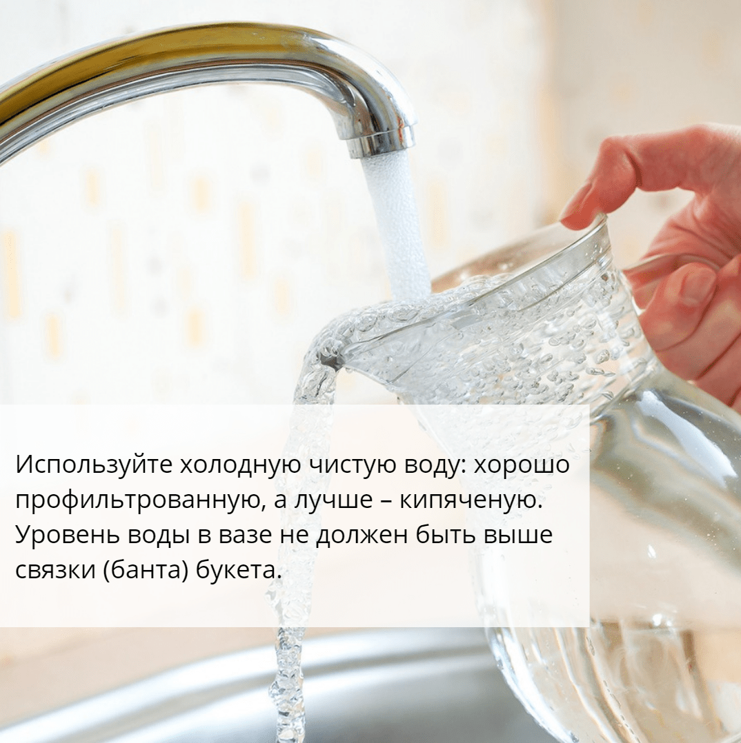 Используйте холодную чистую воду: хорошо профильтрованную, а лучше – кипяченую. Уровень воды в вазе не должен быть выше связки (банта) букета.